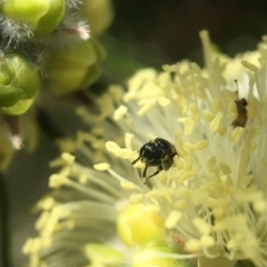 Hylaeus perhumilis at Mogo, NSW - 19 Oct 2018