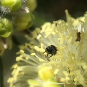 Hylaeus perhumilis at Mogo, NSW - 19 Oct 2018