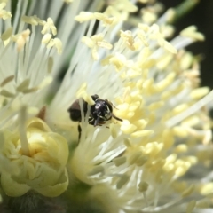 Hylaeus perhumilis at Mogo, NSW - 19 Oct 2018