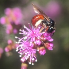 Exoneura sp. (genus) (A reed bee) at Mogo State Forest - 13 Oct 2019 by PeterA