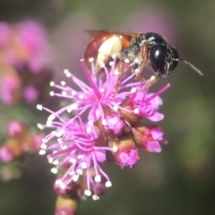 Exoneura sp. (genus) at Mogo, NSW - 13 Oct 2019 02:07 PM
