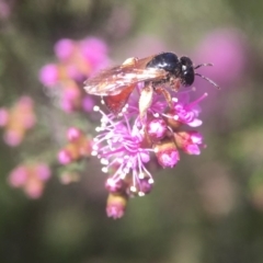 Exoneura sp. (genus) at Mogo, NSW - 13 Oct 2019 02:07 PM