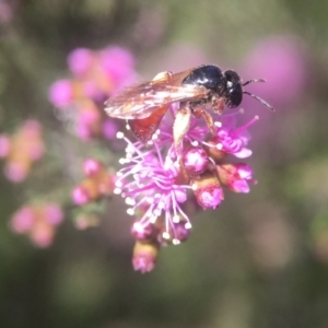 Exoneura sp. (genus) at Mogo, NSW - 13 Oct 2019 02:07 PM