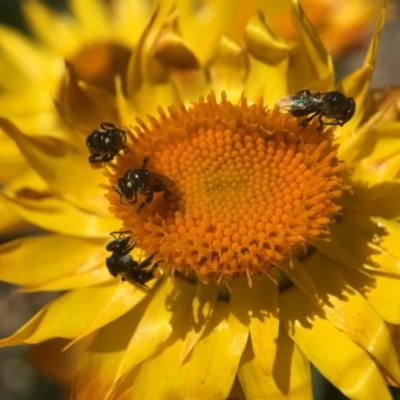 Tetragonula carbonaria (Stingless bee) at Mogo State Forest - 12 Oct 2017 by PeterA