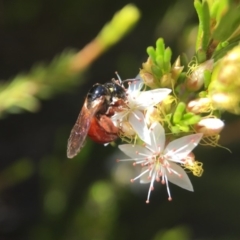 Exoneura sp. (genus) (A reed bee) at Mogo, NSW - 12 Oct 2017 by PeterA