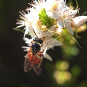 Exoneura sp. (genus) at Mogo, NSW - 12 Oct 2017 10:32 AM