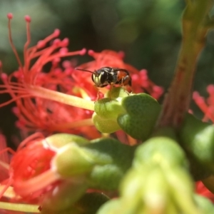 Hylaeus littleri at Mogo, NSW - 9 Dec 2017