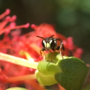 Hylaeus littleri at Mogo, NSW - 9 Dec 2017