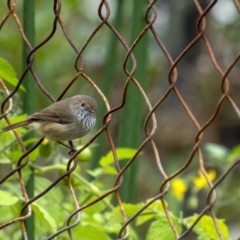 Acanthiza pusilla (Brown Thornbill) at Penrose, NSW - 1 Apr 2020 by Aussiegall