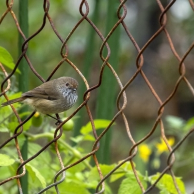 Acanthiza pusilla (Brown Thornbill) at Penrose, NSW - 1 Apr 2020 by Aussiegall