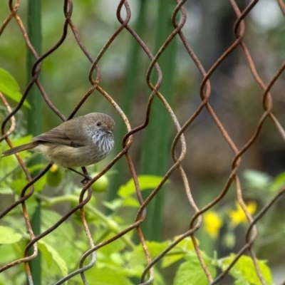 Acanthiza pusilla (Brown Thornbill) at Penrose - 1 Apr 2020 by Aussiegall