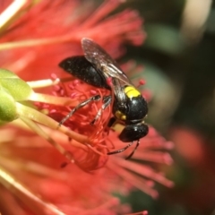 Exoneura sp. (genus) (A reed bee) at Mogo, NSW - 23 Nov 2017 by PeterA