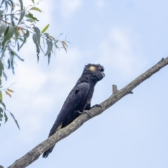 Zanda funerea (Yellow-tailed Black-Cockatoo) at Wingecarribee Local Government Area - 1 Apr 2020 by Aussiegall