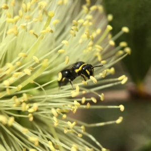 Hylaeus euxanthus at Mogo State Forest - 2 Nov 2017 01:04 PM