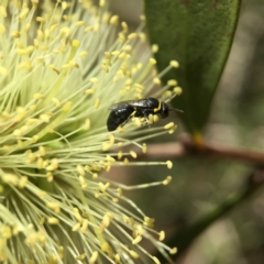 Hylaeus euxanthus at Mogo State Forest - 2 Nov 2017 01:04 PM