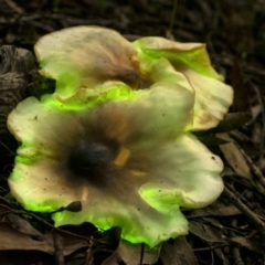 Omphalotus nidiformis (Ghost Fungus) at Penrose, NSW - 5 Apr 2020 by Aussiegall