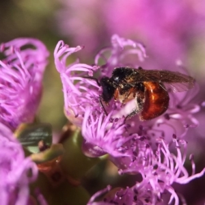 Exoneura sp. (genus) at Mogo, NSW - 1 Nov 2017 10:39 AM