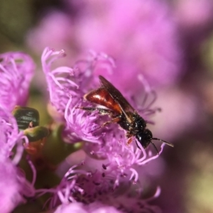 Exoneura sp. (genus) at Mogo, NSW - 1 Nov 2017 10:39 AM