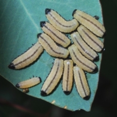 Paropsisterna cloelia (Eucalyptus variegated beetle) at Dunlop, ACT - 1 Apr 2020 by Harrisi