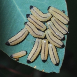 Paropsisterna cloelia at Dunlop, ACT - 1 Apr 2020