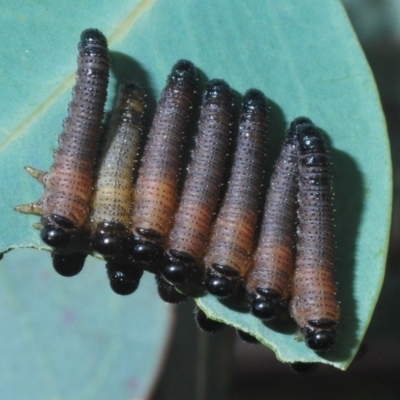 Pseudoperga sp. (genus) (Sawfly, Spitfire) at Aranda Bushland - 1 Apr 2020 by Harrisi