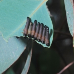 Pseudoperga sp. (genus) at Aranda, ACT - 1 Apr 2020