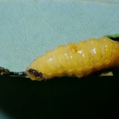 Unidentified Sawfly (Hymenoptera, Symphyta) (TBC) at Aranda, ACT - 1 Apr 2020 by Harrisi