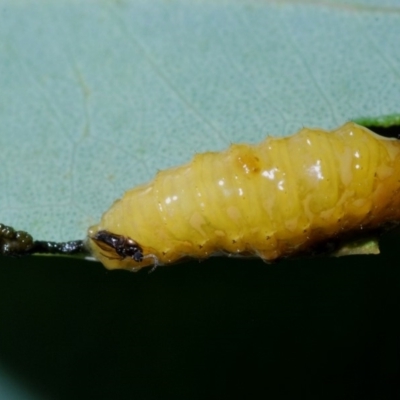 Unidentified Sawfly (Hymenoptera, Symphyta) at Aranda, ACT - 1 Apr 2020 by Harrisi