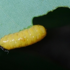 Oxyops sp. (genus) at Aranda, ACT - 1 Apr 2020