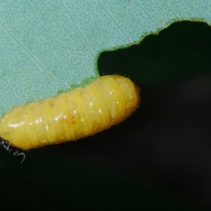 Oxyops sp. (genus) at Aranda, ACT - 1 Apr 2020