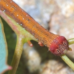 Lepidoptera unclassified IMMATURE (caterpillar or pupa or cocoon) at Dunlop, ACT - 1 Apr 2020 by Harrisi