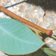 Lepidoptera unclassified IMMATURE at Dunlop, ACT - 1 Apr 2020