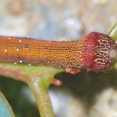 Lepidoptera unclassified IMMATURE moth at Dunlop, ACT - 1 Apr 2020