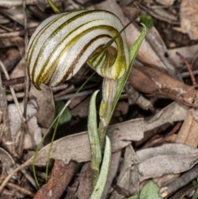Diplodium truncatum (Little Dumpies, Brittle Greenhood) at Crace, ACT - 5 Apr 2020 by DerekC