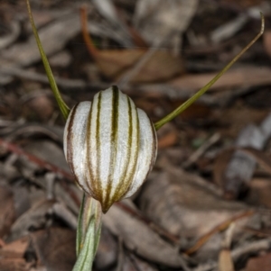 Diplodium truncatum at Crace, ACT - 5 Apr 2020