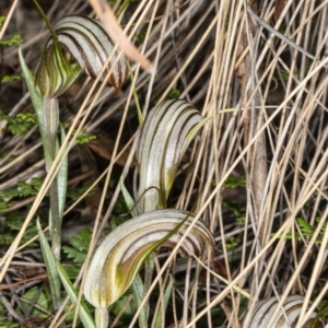 Diplodium truncatum at Crace, ACT - suppressed