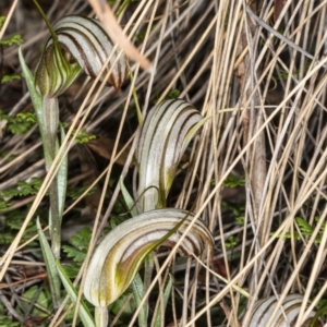 Diplodium truncatum at Crace, ACT - 5 Apr 2020