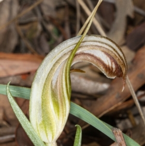 Diplodium truncatum at Crace, ACT - 5 Apr 2020