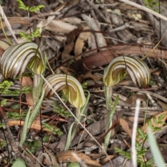 Diplodium truncatum at Crace, ACT - 5 Apr 2020