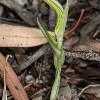 Diplodium truncatum (Little Dumpies, Brittle Greenhood) at Crace, ACT - 5 Apr 2020 by DerekC