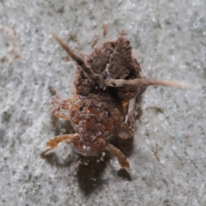 Platybrachys sp. (genus) at Acton, ACT - 10 Mar 2020 12:18 PM