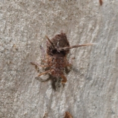 Platybrachys sp. (genus) at Acton, ACT - 10 Mar 2020 12:18 PM