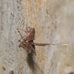 Platybrachys sp. (genus) at Acton, ACT - 10 Mar 2020