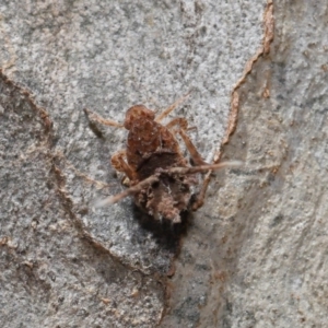 Platybrachys sp. (genus) at Acton, ACT - 10 Mar 2020 12:18 PM