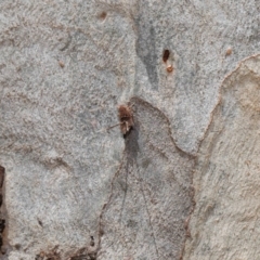 Platybrachys sp. (genus) at Acton, ACT - 10 Mar 2020