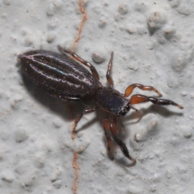 Holoplatys planissima (Common ultraflat jumping spider, Grooved jumping spider) at Hackett, ACT - 10 Mar 2020 by TimL