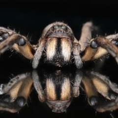 Tasmanicosa godeffroyi (Garden Wolf Spider) at Evatt, ACT - 3 Apr 2020 by TimL