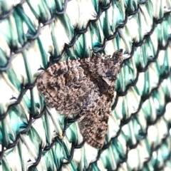 Phrissogonus laticostata at Aranda, ACT - 5 Apr 2020