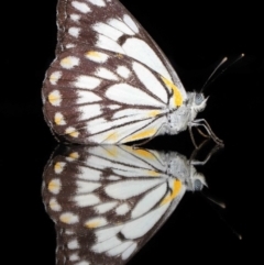 Belenois java at Evatt, ACT - 1 Apr 2020 06:52 PM