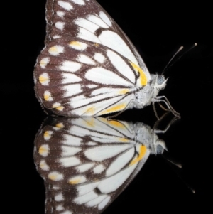 Belenois java at Evatt, ACT - 1 Apr 2020 06:52 PM